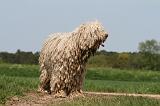 KOMONDOR 060